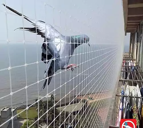 Pigeon Safety Nets